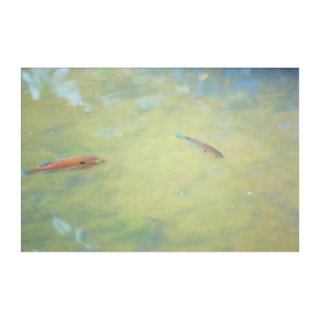 Swimming in the Sun Acrylic Print (Front)