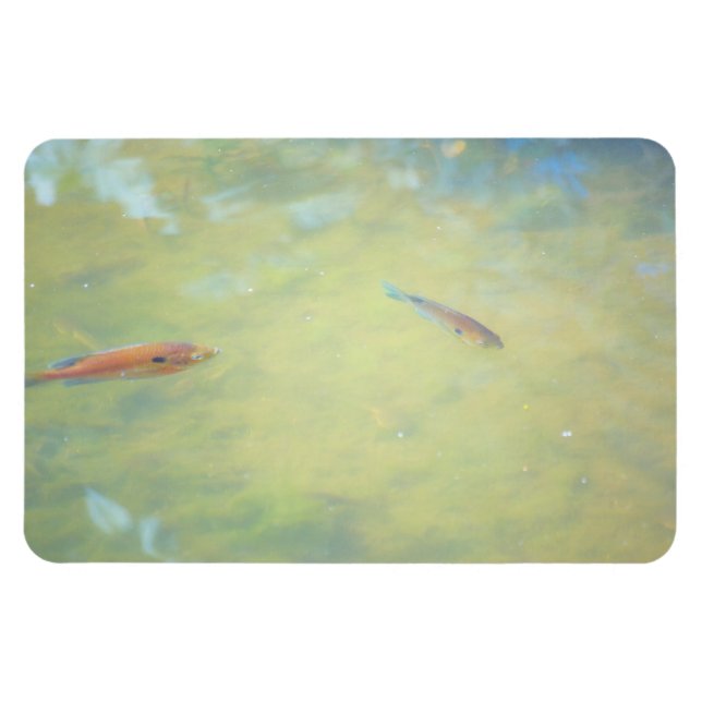 Swimming in the Sun Magnet (Horizontal)