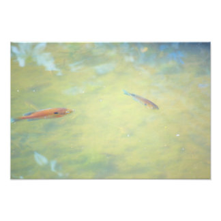 Swimming in the Sun Photo Print