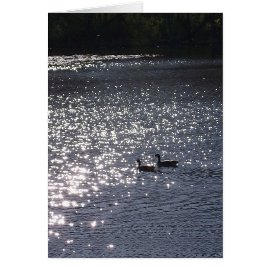 Swimming into the Light (Front)