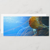 Swimming Jellyfish Closeup (Front/Back)