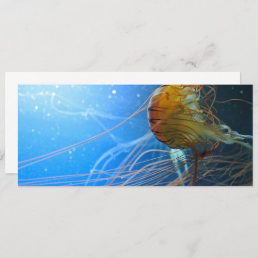 Swimming Jellyfish Closeup (Front/Back)