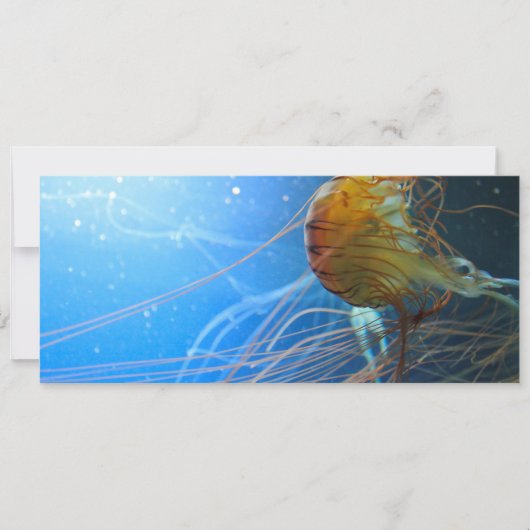 Swimming Jellyfish Closeup (Front)