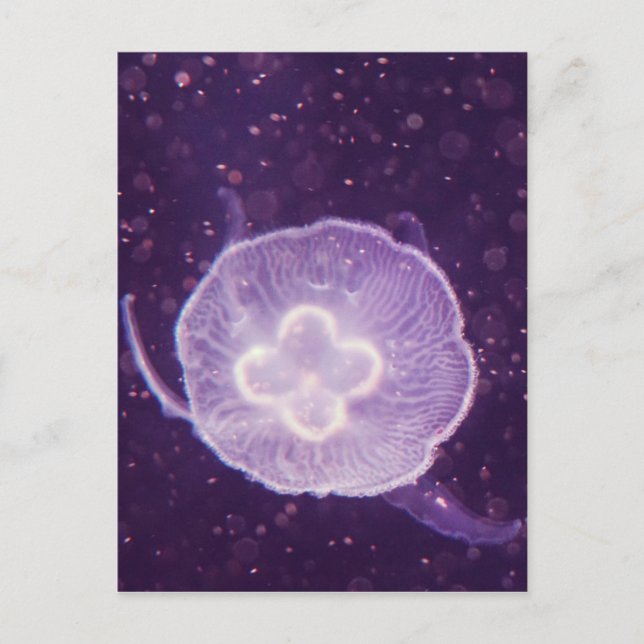 Swimming Jellyfish Postcard (Front)