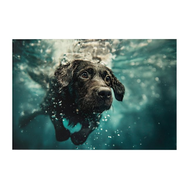 Swimming Labrador Puppy Underwater Design Acrylic Print (Front)