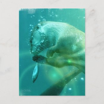 Swimming Otter Postcard by WildlifeAnimals at Zazzle