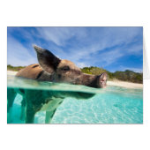 Swimming pig of Exuma (Front Horizontal)