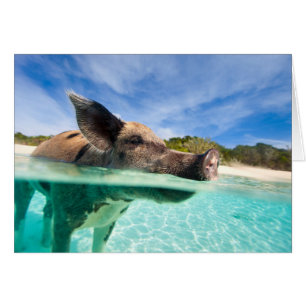 Swimming pig of Exuma Cards