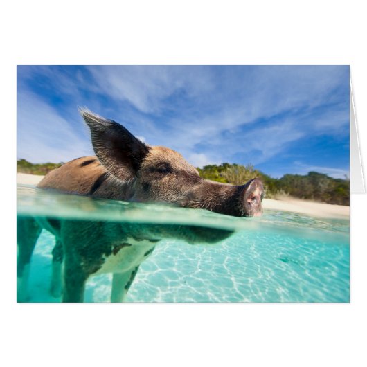 Swimming pig of Exuma Cards (Front Horizontal)
