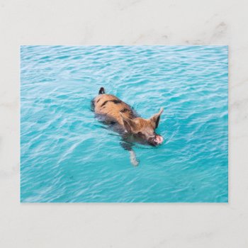 Swimming Pig Of Exuma Postcard by igorsin at Zazzle
