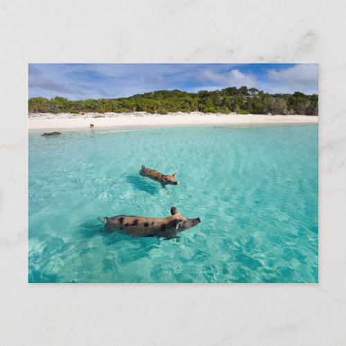 Swimming pig of Exuma Postcard