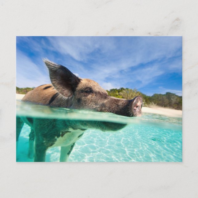 Swimming pig of Exuma Postcard (Front)
