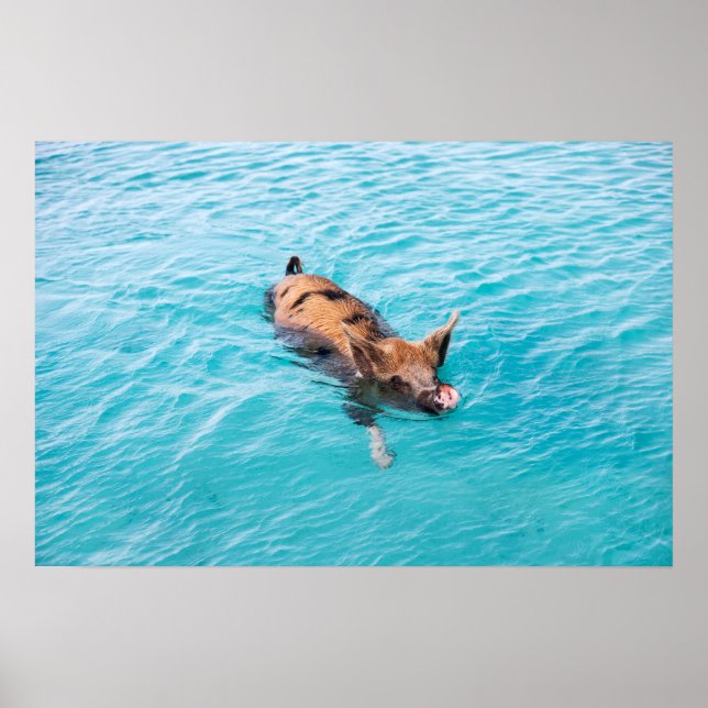 Swimming pig of Exuma Poster (Front)
