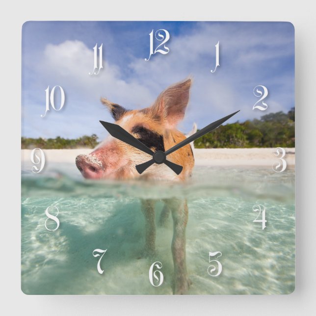 Swimming pig of Exuma Square Wall Clock (Front)