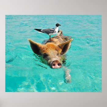 Swimming Pig With A Passenger Poster by RewStudio at Zazzle