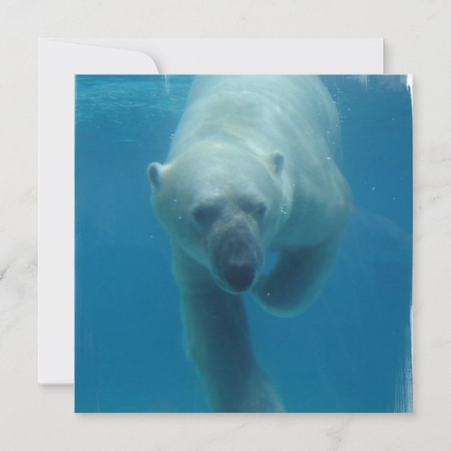Swimming Polar Bear  Invitations (Front)