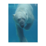 Swimming Polar Bear  Postcard