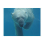 Swimming Polar Bear  Postcard