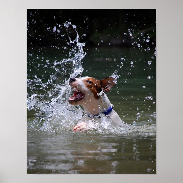 Swimming Puppy Splashing Poster (Front)