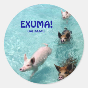 Swimming salt water pigs sticker
