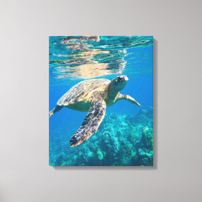 Swimming Sea Turtle Canvas Print (Front)