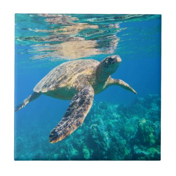 Swimming Sea Turtle Ceramic Tile by beachcafe at Zazzle