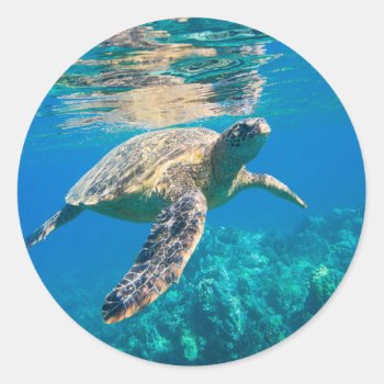 Swimming Sea Turtle Classic Round Sticker by beachcafe at Zazzle