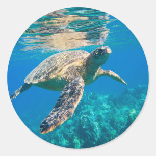 Swimming Sea Turtle Classic Round Sticker