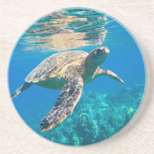 Swimming Sea Turtle Coaster