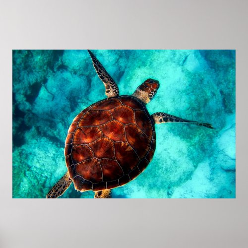 Swimming Sea Turtle in Blue Ocean Water Poster