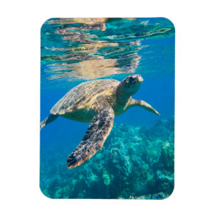 Swimming Sea Turtle Magnet