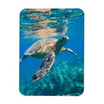 Swimming Sea Turtle Magnet by beachcafe at Zazzle