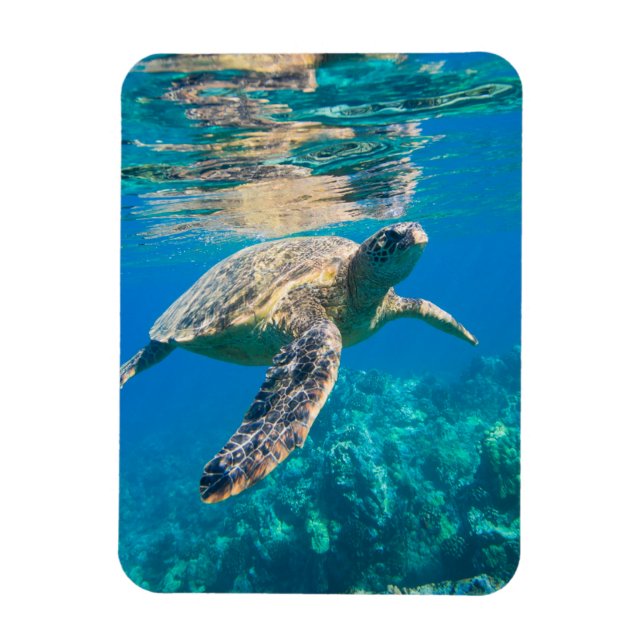Swimming Sea Turtle Magnet (Vertical)