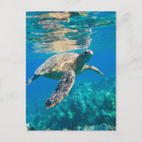 Swimming Sea Turtle