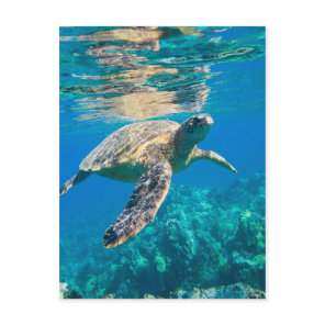 Swimming Sea Turtle Postcard