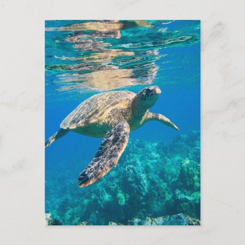 Swimming Sea Turtle Postcard