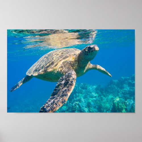 Swimming Sea Turtle Poster