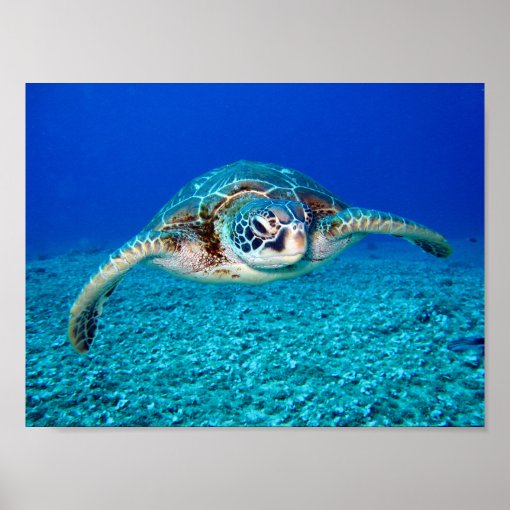 Swimming Sea Turtle Poster | Zazzle