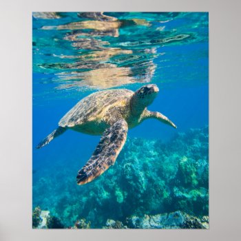 Swimming Sea Turtle Poster by beachcafe at Zazzle