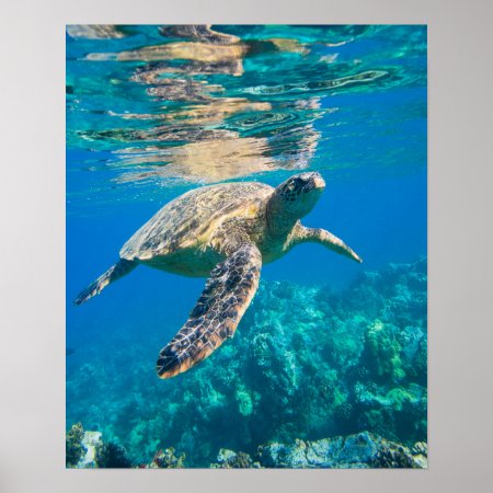 Swimming Sea Turtle Poster