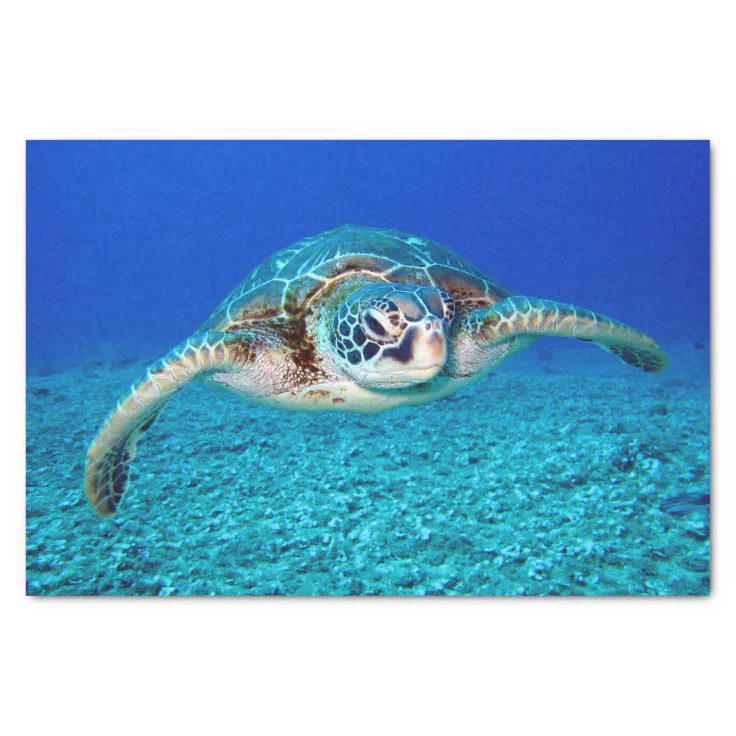 Swimming Sea Turtle Tissue Paper | Zazzle