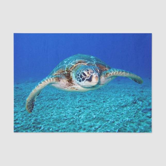 Swimming Sea Turtle Tissue Paper (Front)
