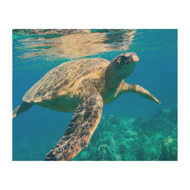 Swimming Sea Turtle Wood Wall Art (Front)