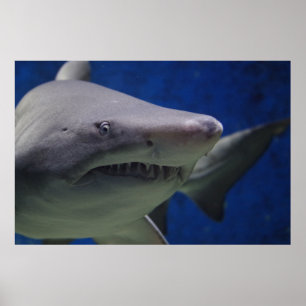 Swimming Shark Nature Wall Poster