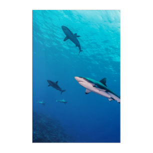 Swimming sharks at the edge of coral reef acrylic print