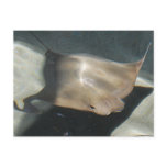 Swimming Stingray Postcards