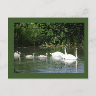 Swimming Swan Family DIY Postcard