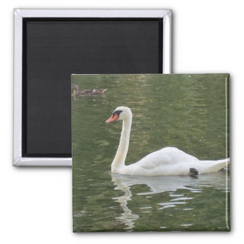 Swimming Swan Magnet