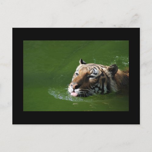 Swimming Tiger Postcard