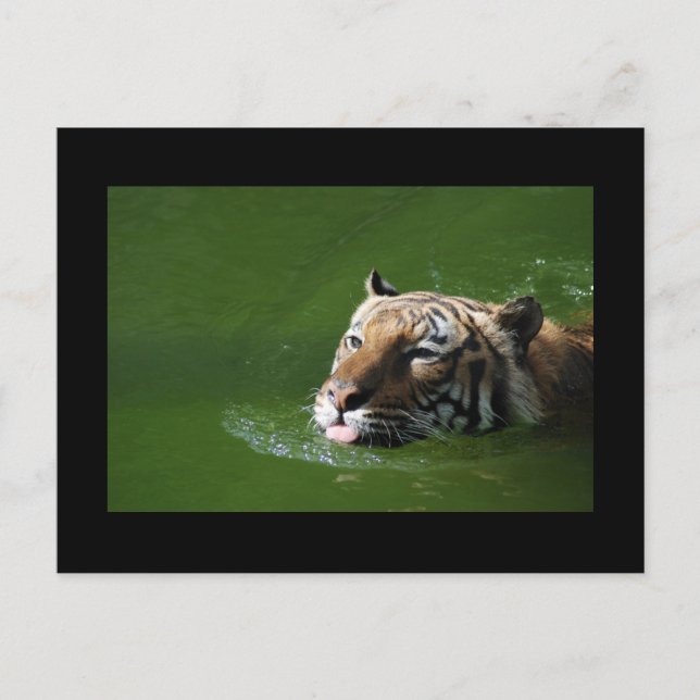 Swimming Tiger Postcard (Front)